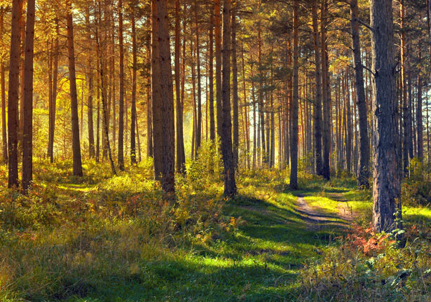 Ein Weg durch einen herbstlichen Wald